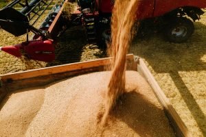 Wheat harvest concept. Combine loading wheat grain in truck trailer. Close up